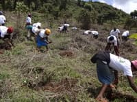 Planting on the Kikuyu escarpment, Kenya, November 2013