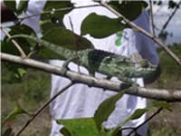Chameleon in the young forest, Kenya, December 2013