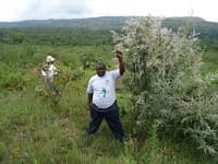 Tree seedlings ready for planting in Kenya