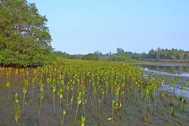 Mangrove forest at the coast