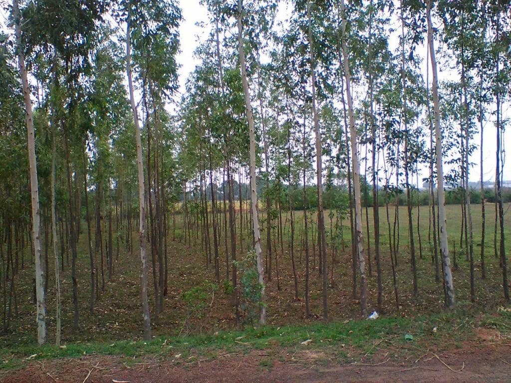 Newly planted trees in an afforestation project