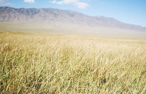 Restored natural grassland