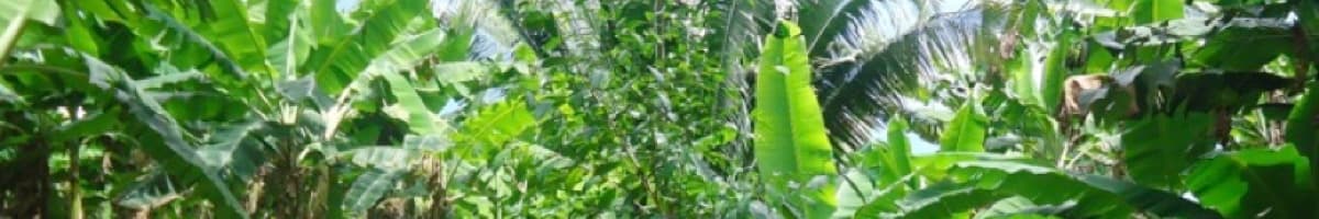 Rimba Raya Biodiversity Reserve Project