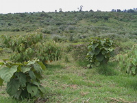 2012_9_kenya4.jpg