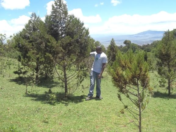 2012_kenya_trees.jpg