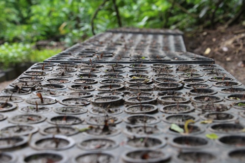 2016_peru_seedlings.jpg