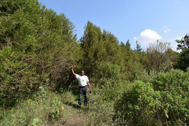 2019_kenya_trees.jpg