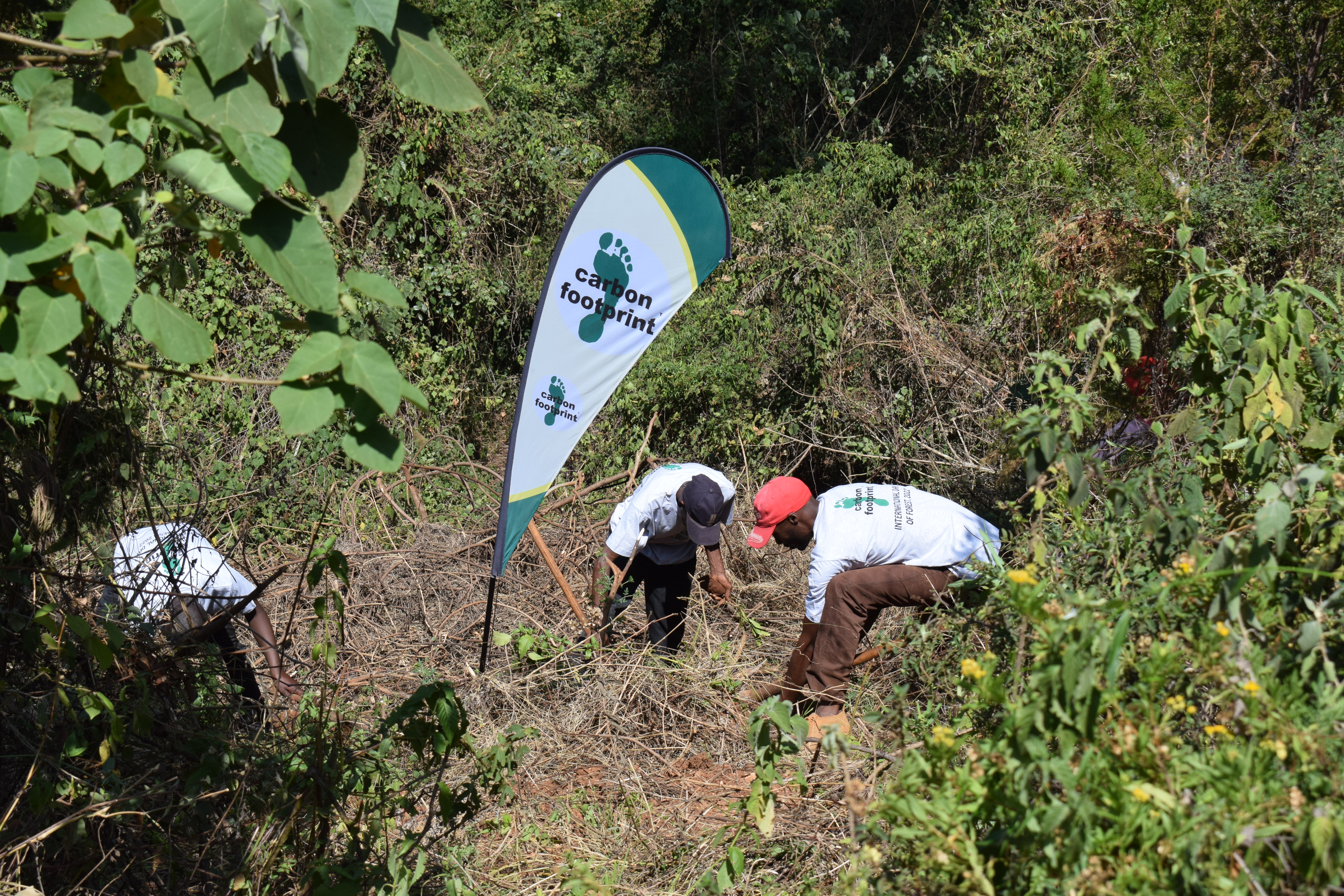 5_planting_underway.jpg