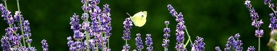 butterflylavender.jpg