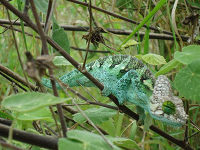 kenya_chameleon.jpg