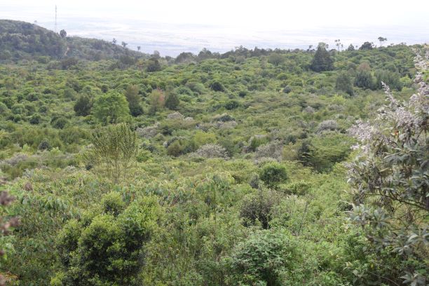 kenya_current_forest_in_2019.jpg