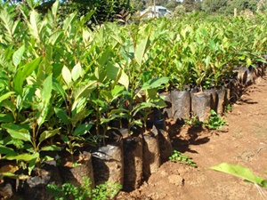 Planting the Trees of Kenya by Claire A. Nivola Planting the Trees of Kenya by Claire A. Nivola