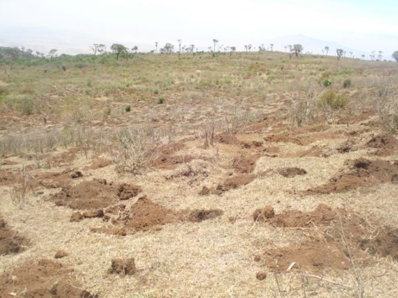 kenya_holes_dug_at_planting_site_in_2009.jpg