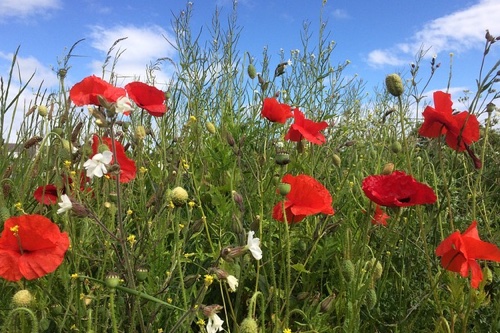 wildflower_meadow.jpg