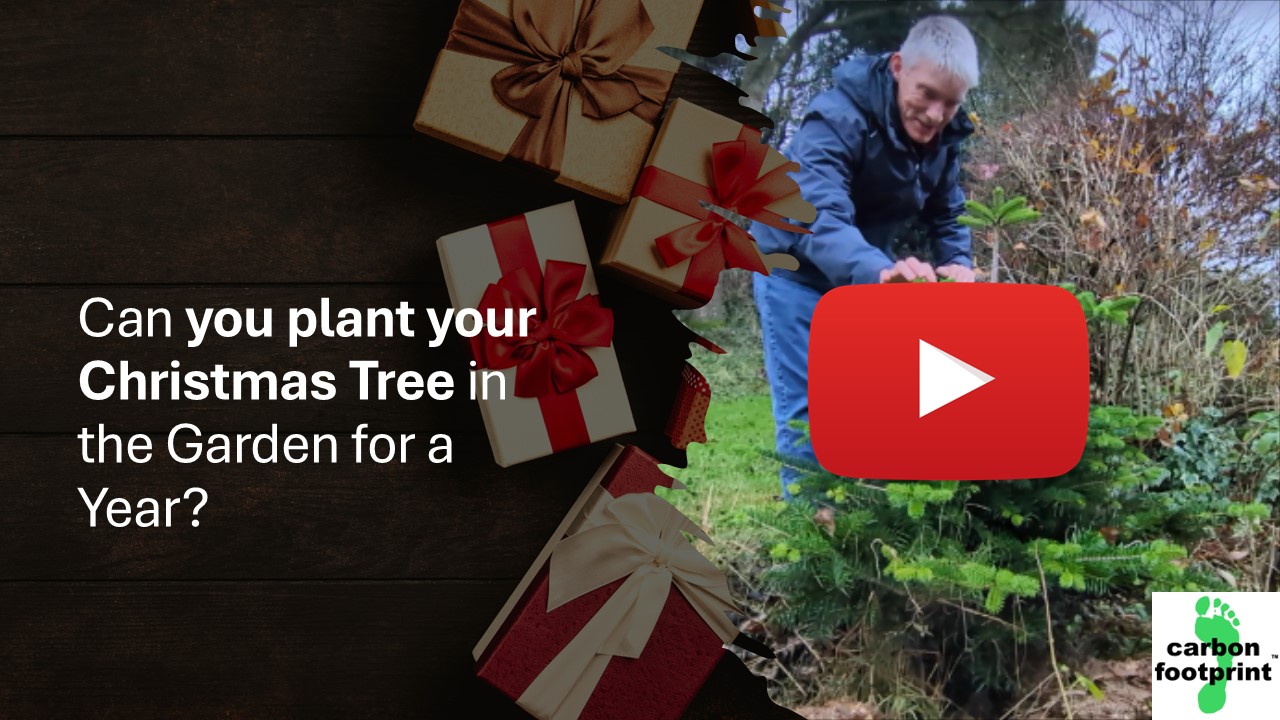 xmastree_thumb_yt.jpg